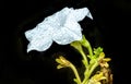 White Petunia BeeÃ¢â¬â¢s KneeÃ¢â¬â¢s easy to grow all summer long Royalty Free Stock Photo